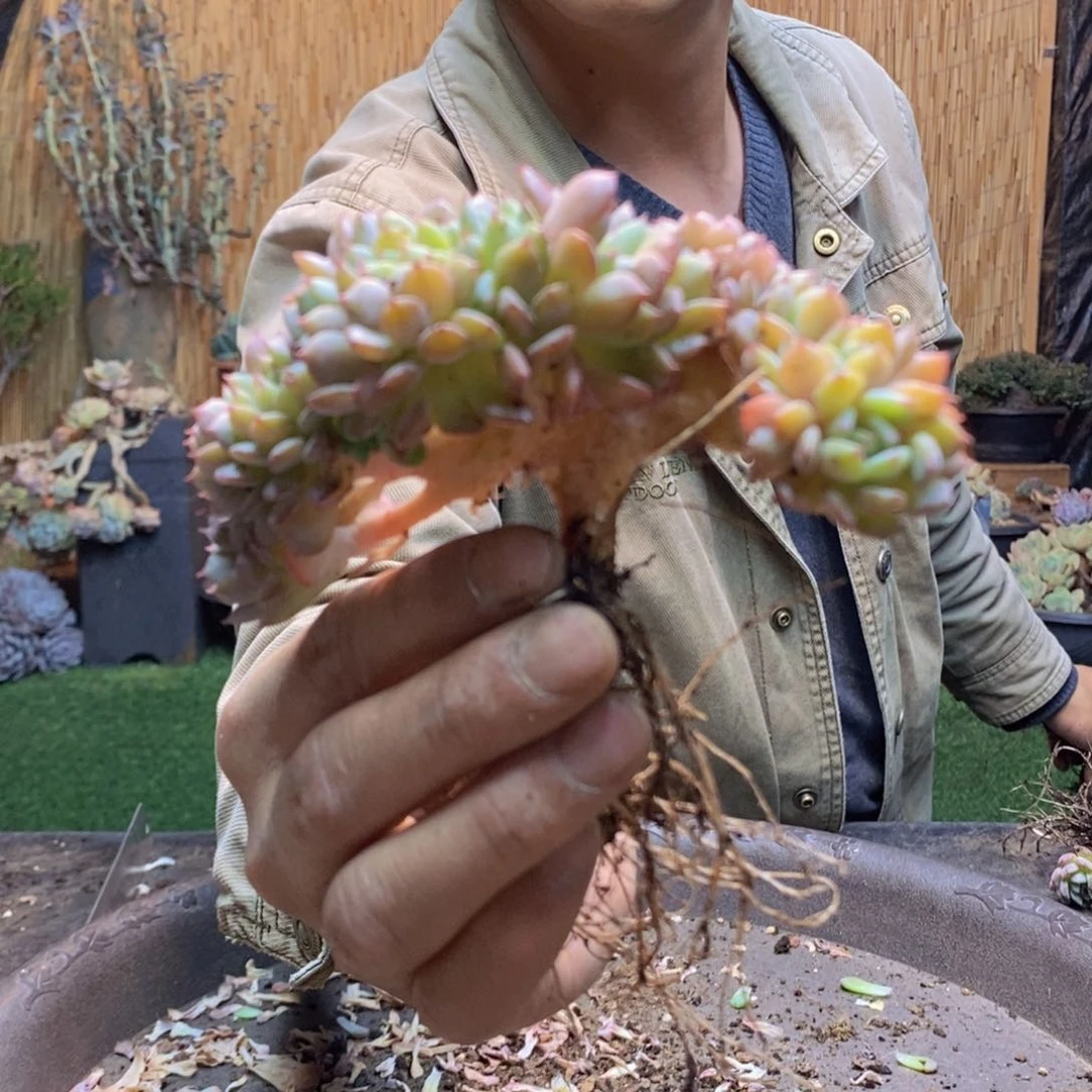 曼***170 号白胖子多肉