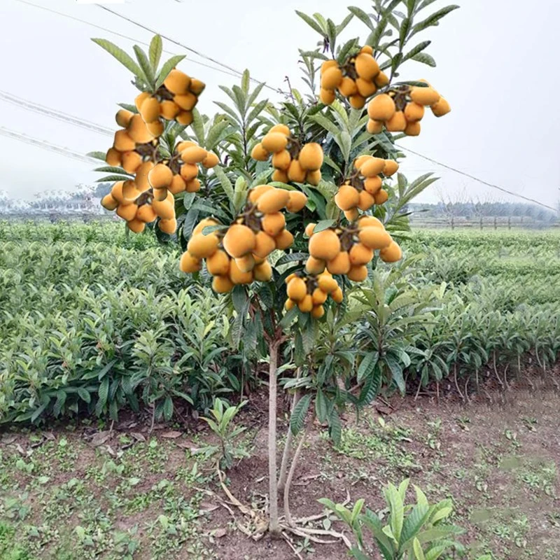 冰糖枇杷树苗南北方种植枇杷苗树无核特大果树苗大五星枇杷果苗树