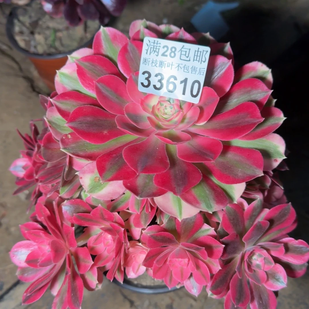 33610女巫多肉植物