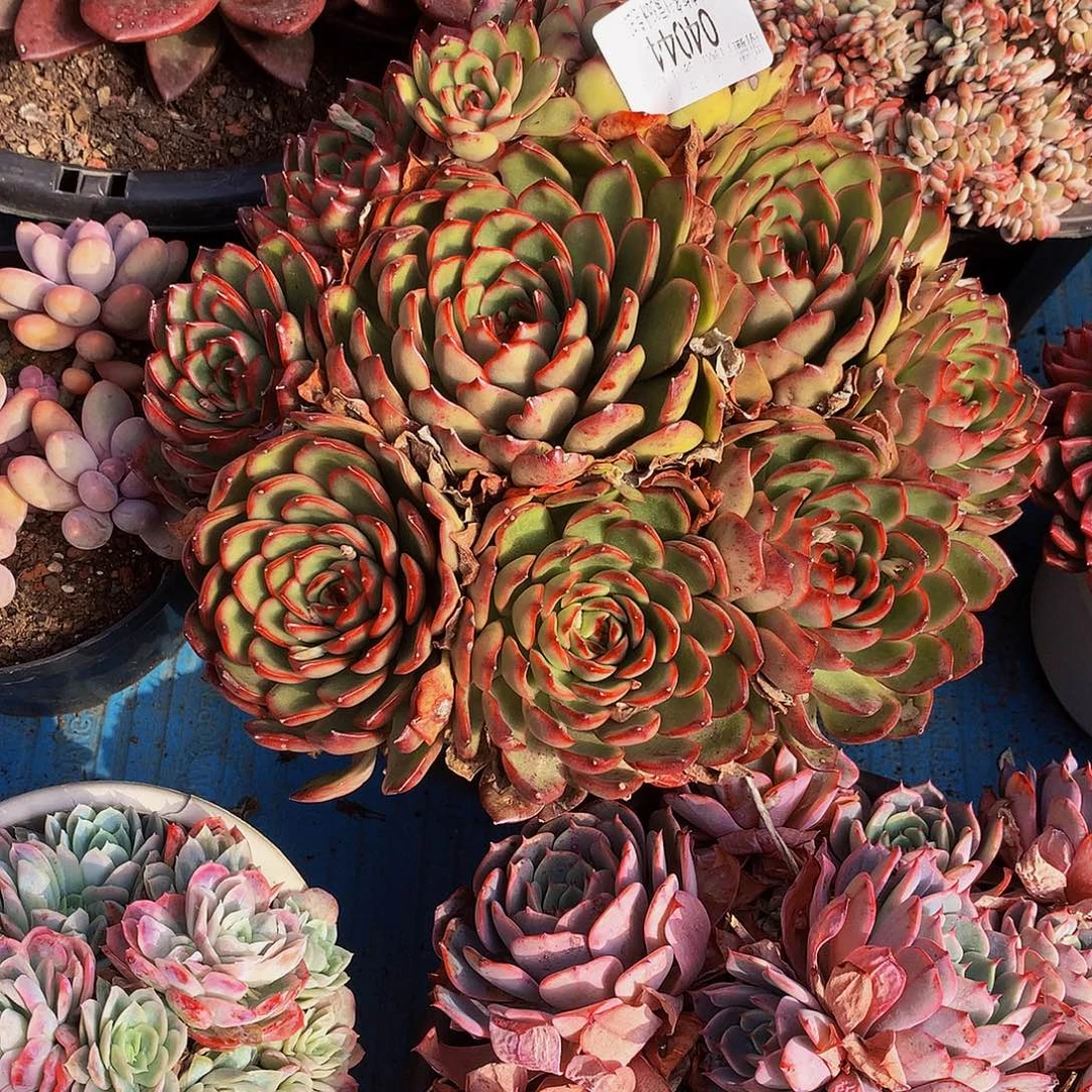 暮***雨   宝丽安娜多肉04044