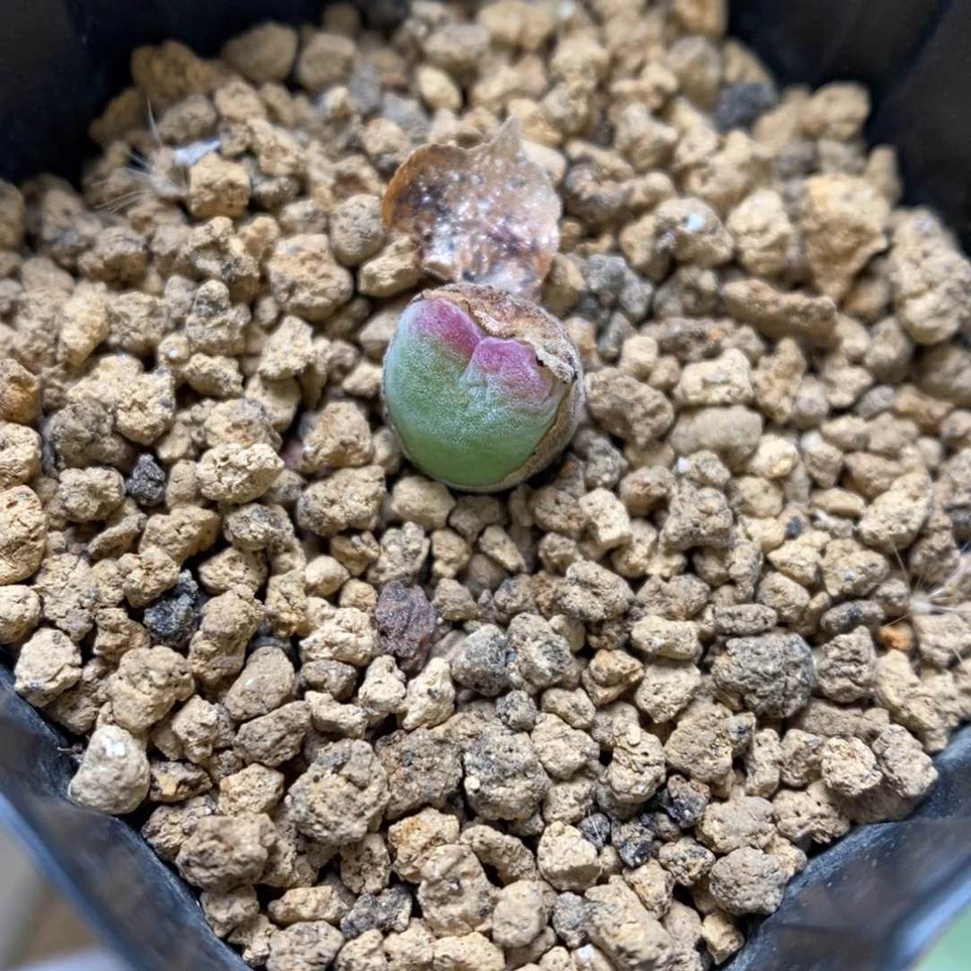 多肉植物肉锥杂交K-3380（0.7）