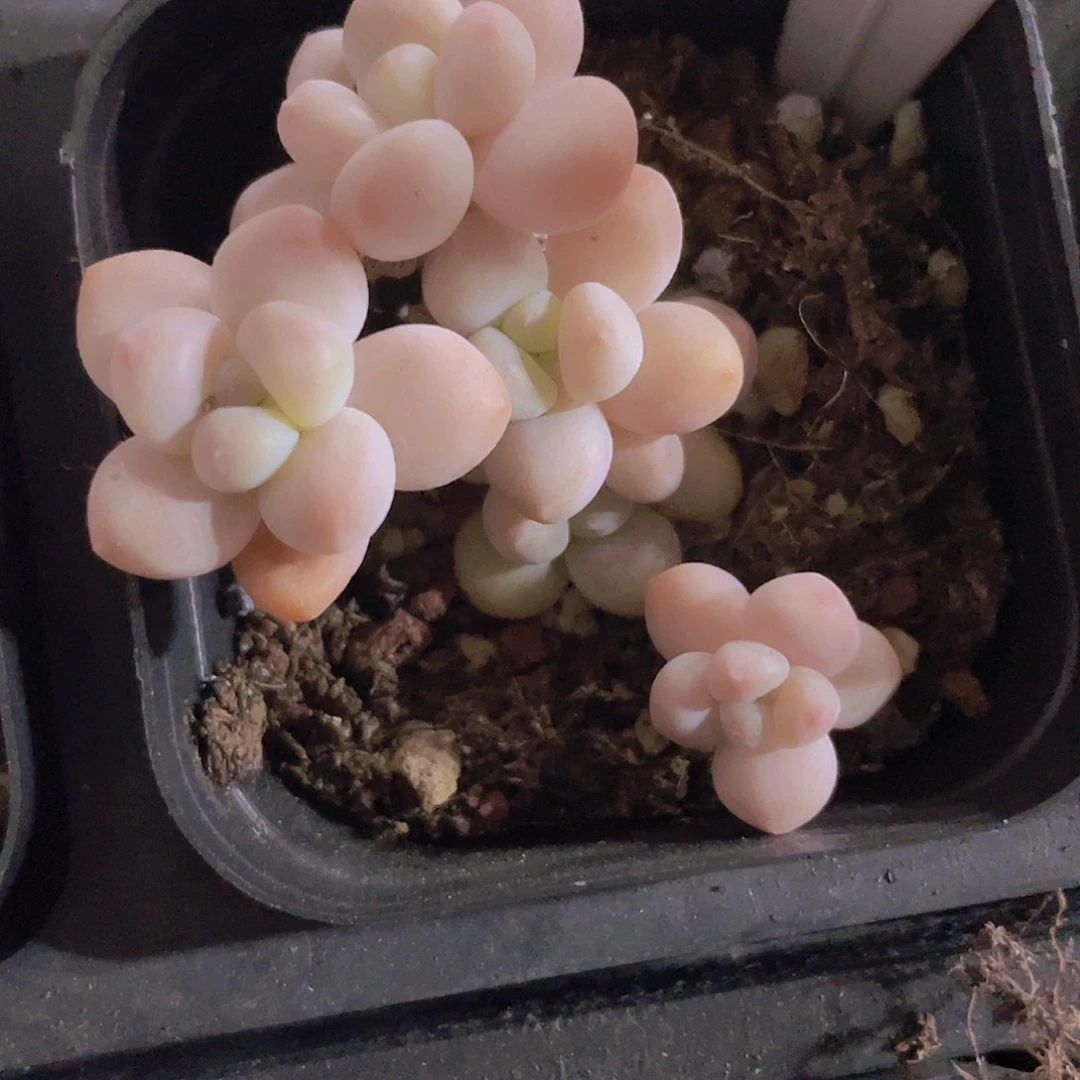 香水洛神a080一物一拍