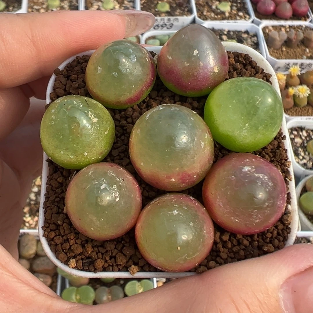 773灯泡八颗裸根发货