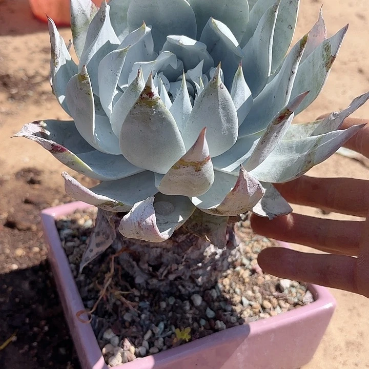 低***华仙女杯多肉植物提取