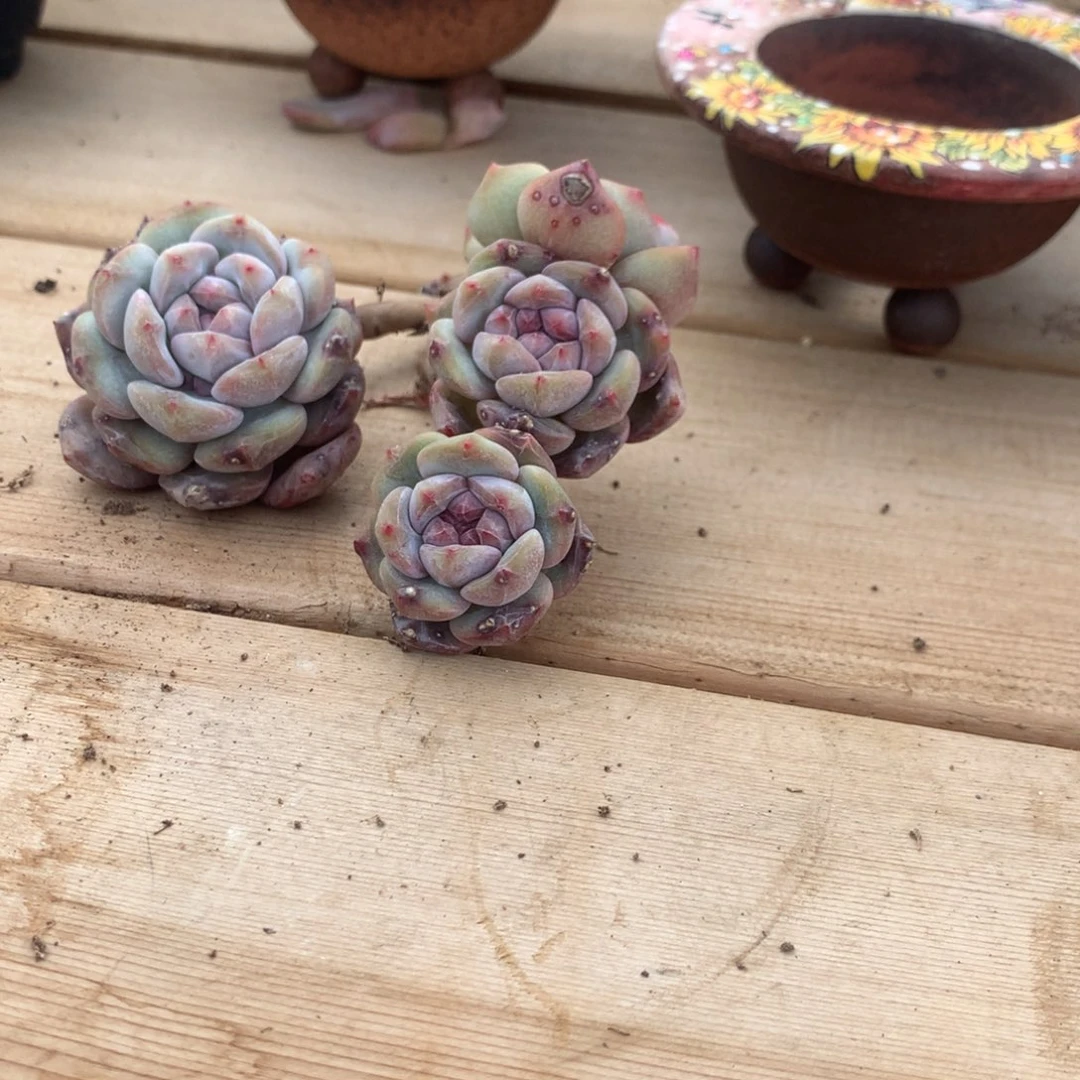 ?****eRose突尼斯发货多肉