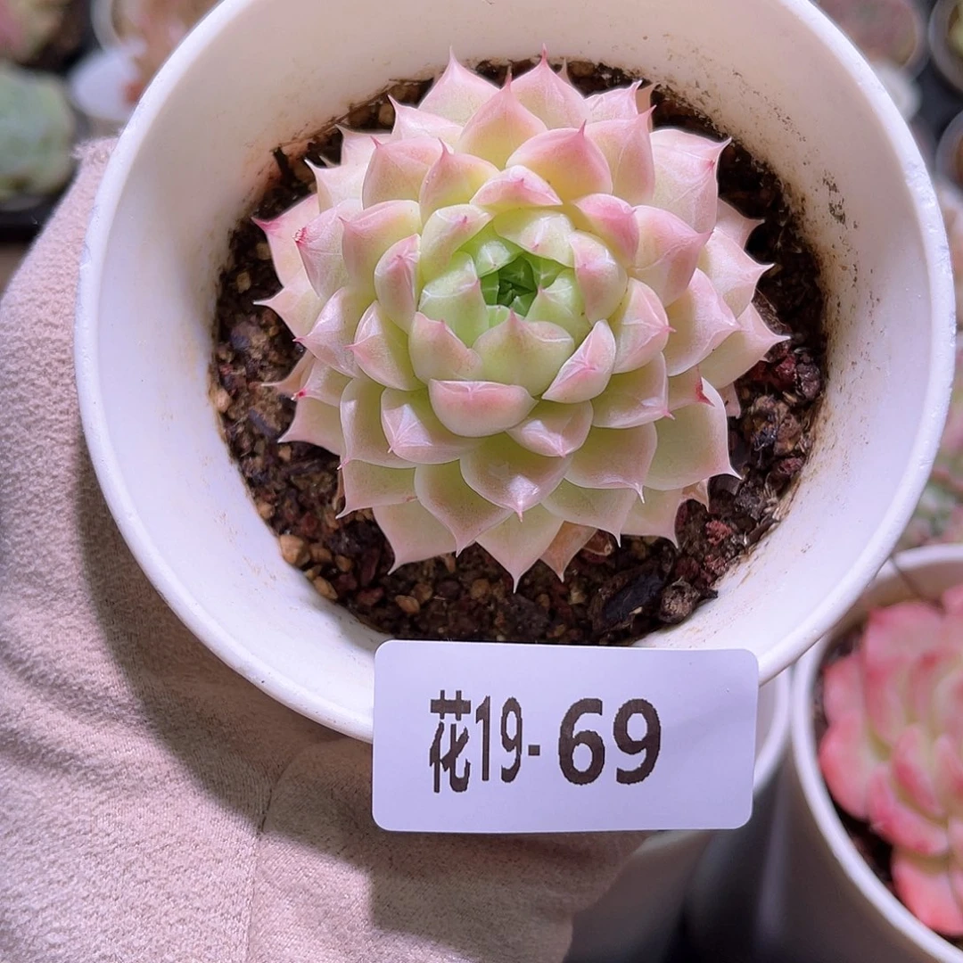 花利美19-69女王玫瑰