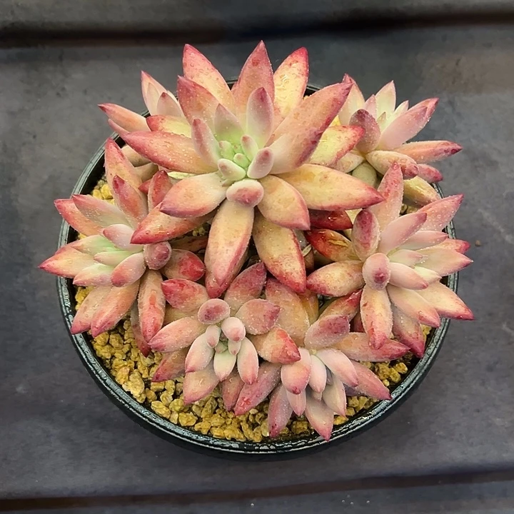 虞美人胖体多肉植物