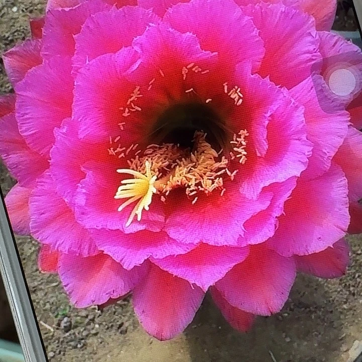 落雁侧芽5公分毛花柱