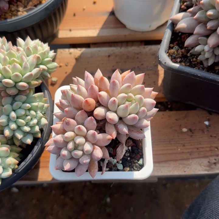 所罗门老桩多肉五十包邮