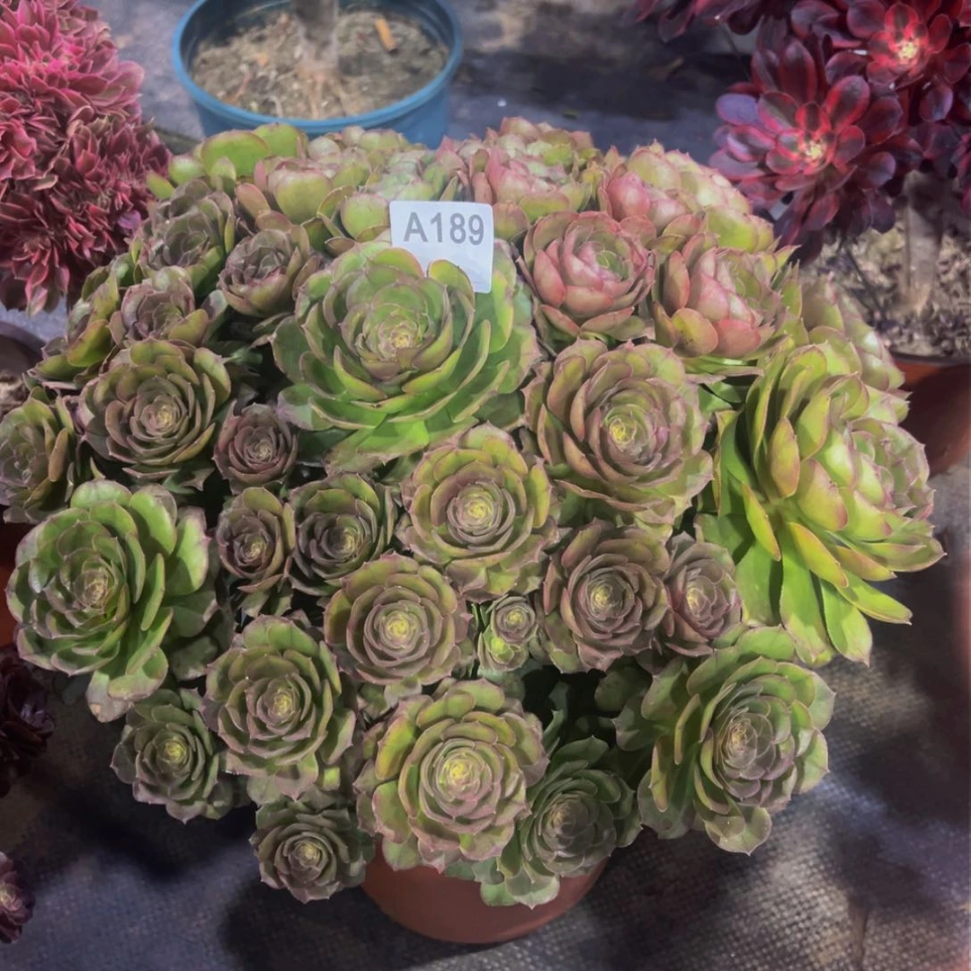 缘*189万圣节法师，多肉植物