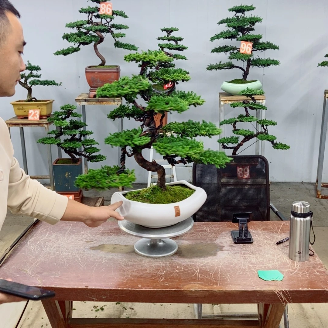 无花朵珍珠柏盆景