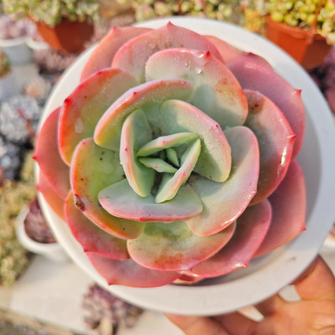 奶凤 拾忆多肉 好养阳台多肉植物