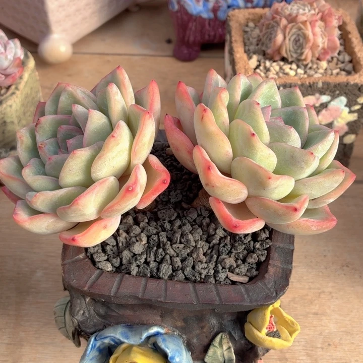 多肉葡萄 泡芙一物一拍-4
