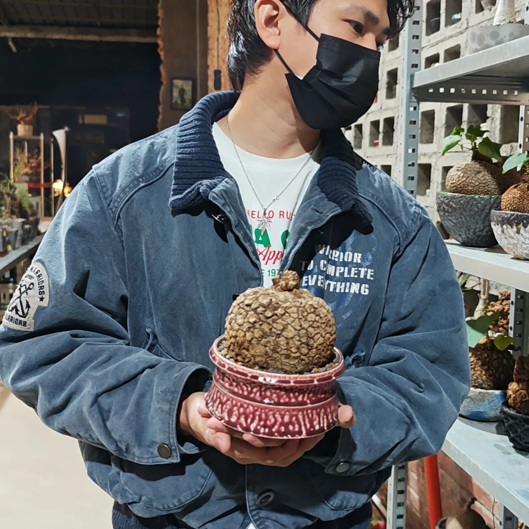 龙甲龟一物一拍含盆