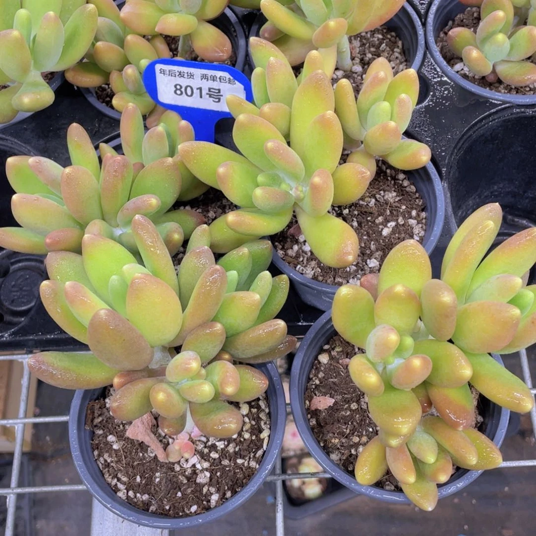 801号老桩金蝉多头群一个