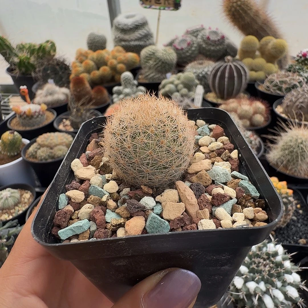 实生红姬玉脱土发货