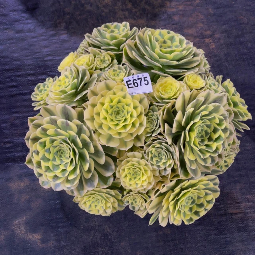 【闪购商品】67500