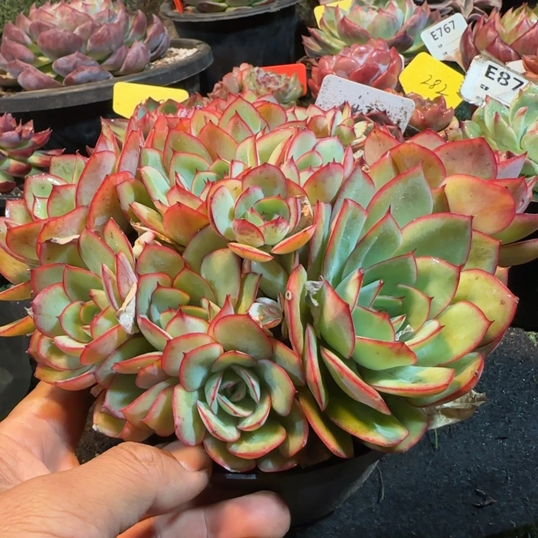 牡丹亭惊鸿一物一拍包装收缩花旱