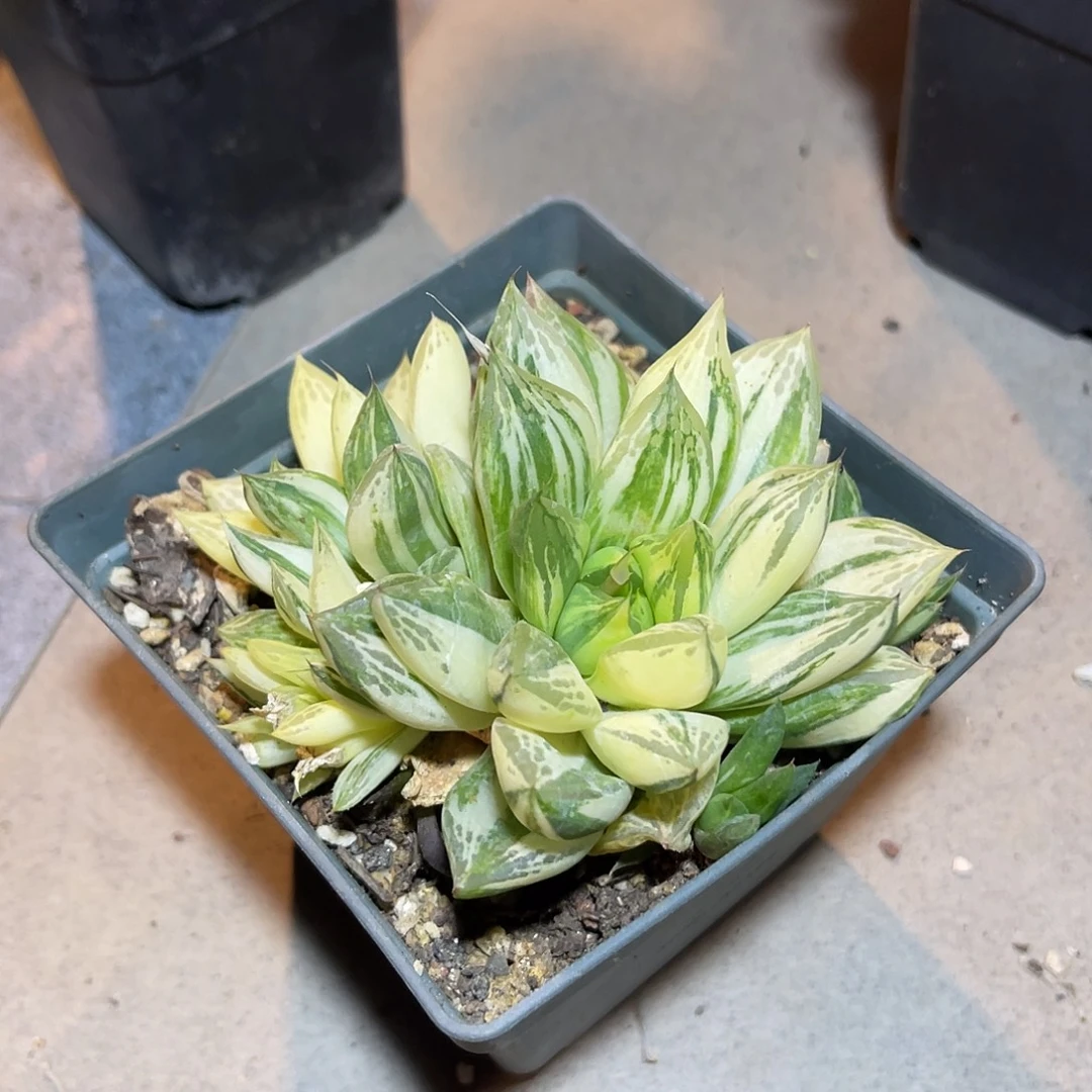 寿锦大群一物一拍