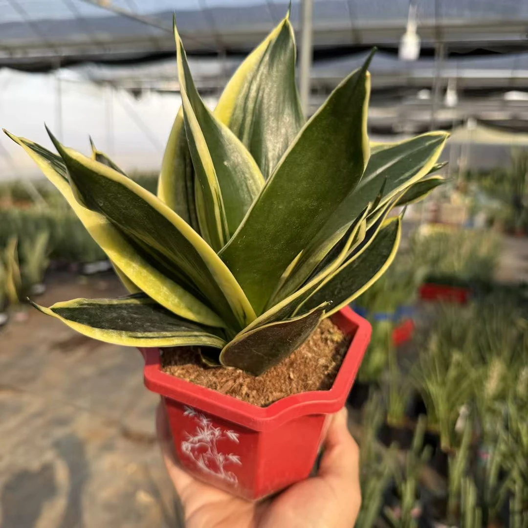 【荷花兰】迷你小型虎皮兰室内好养绿植盆栽防辐射净化空气