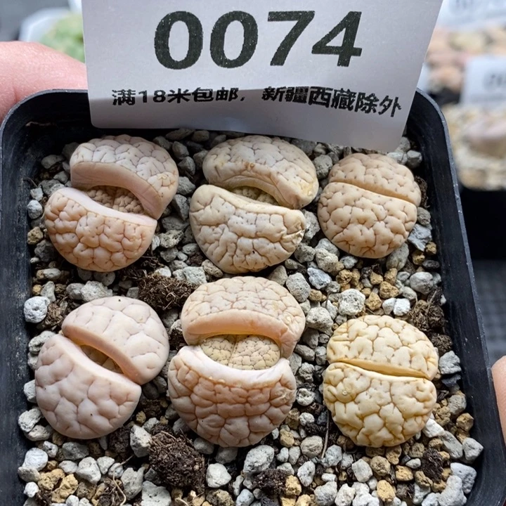 0074。