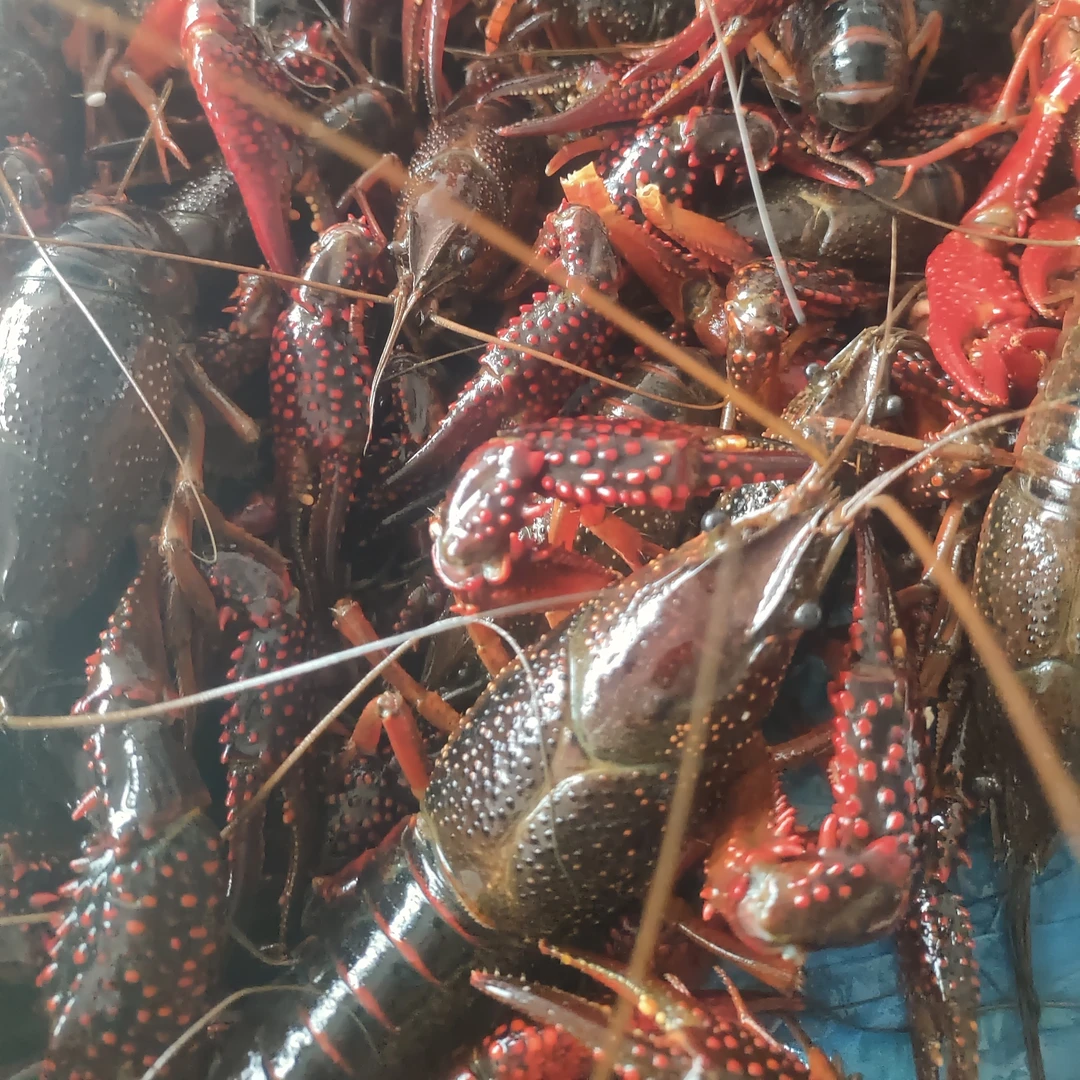 大红一小时送达,净重一斤13只左右,规格789包洗包杀