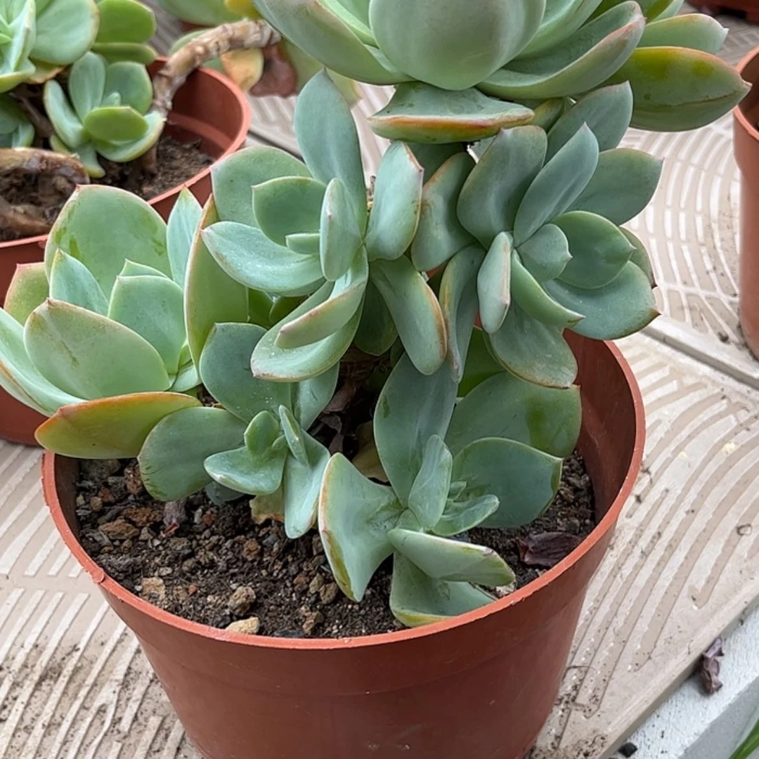【闪购商品】无花朵陌*