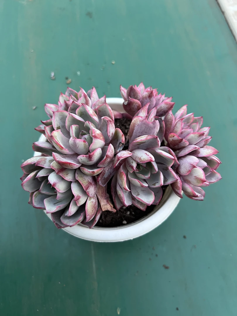 1王小二多肉多头赫拉15杯冠幅12-15厘米多肉植物带基地原盆原土发