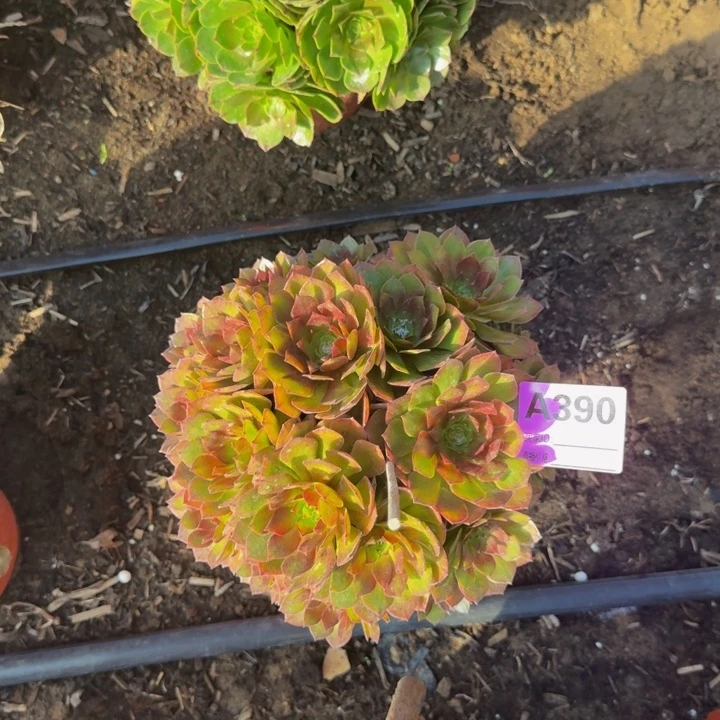 法师不包损多肉桃花石390