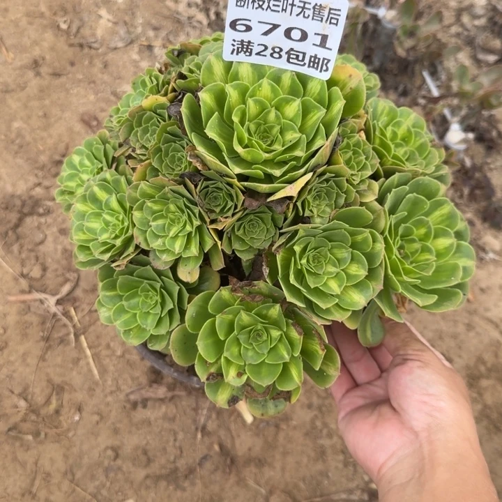 6701二号棚琉璃多肉F
