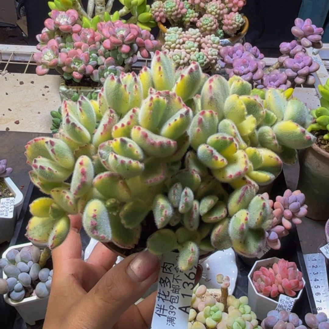 彩熊1369/10cm不包整