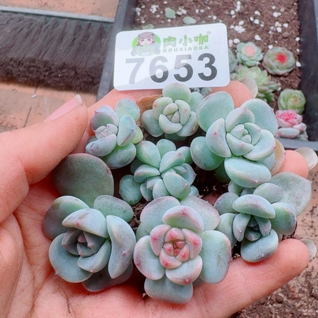 多肉植物多肉植物