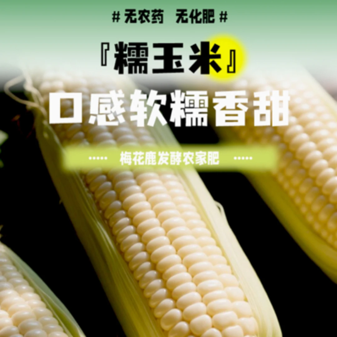【梅花鹿发酵农家肥】无农药化肥新鲜糯玉米现摘现发北京市