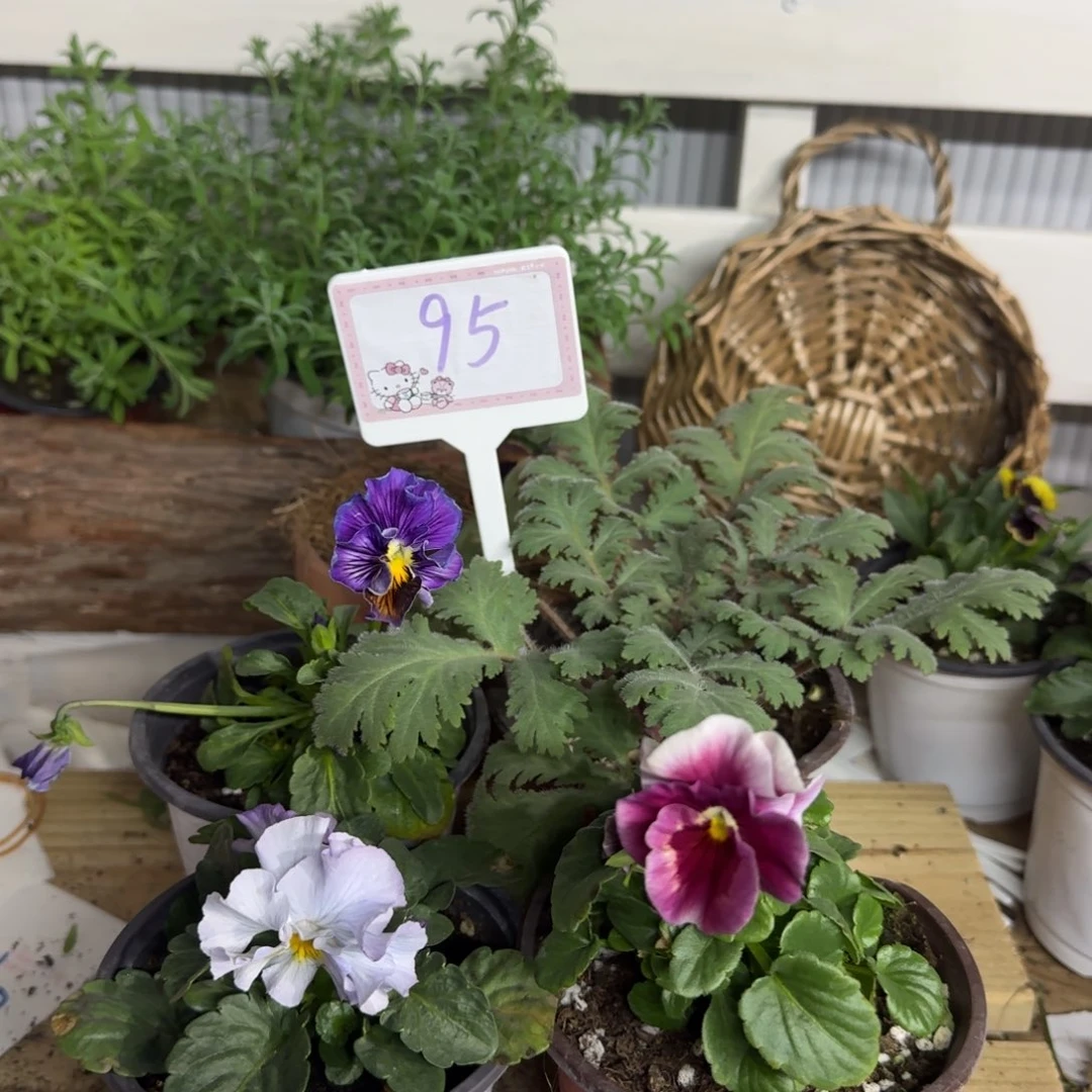 全部花朵1206  抖音95组4棵