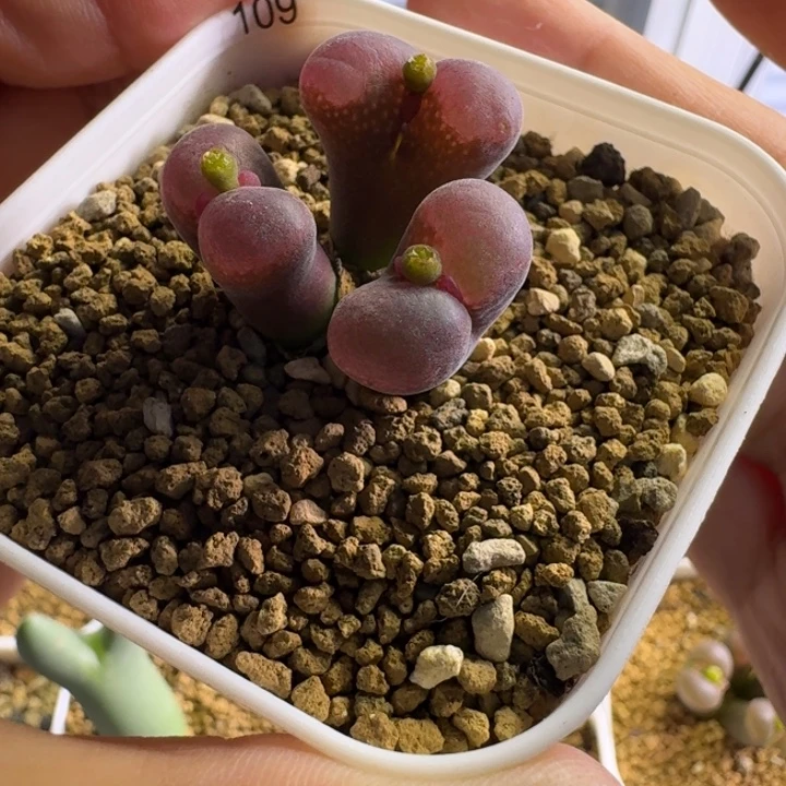 w***l109........多肉........