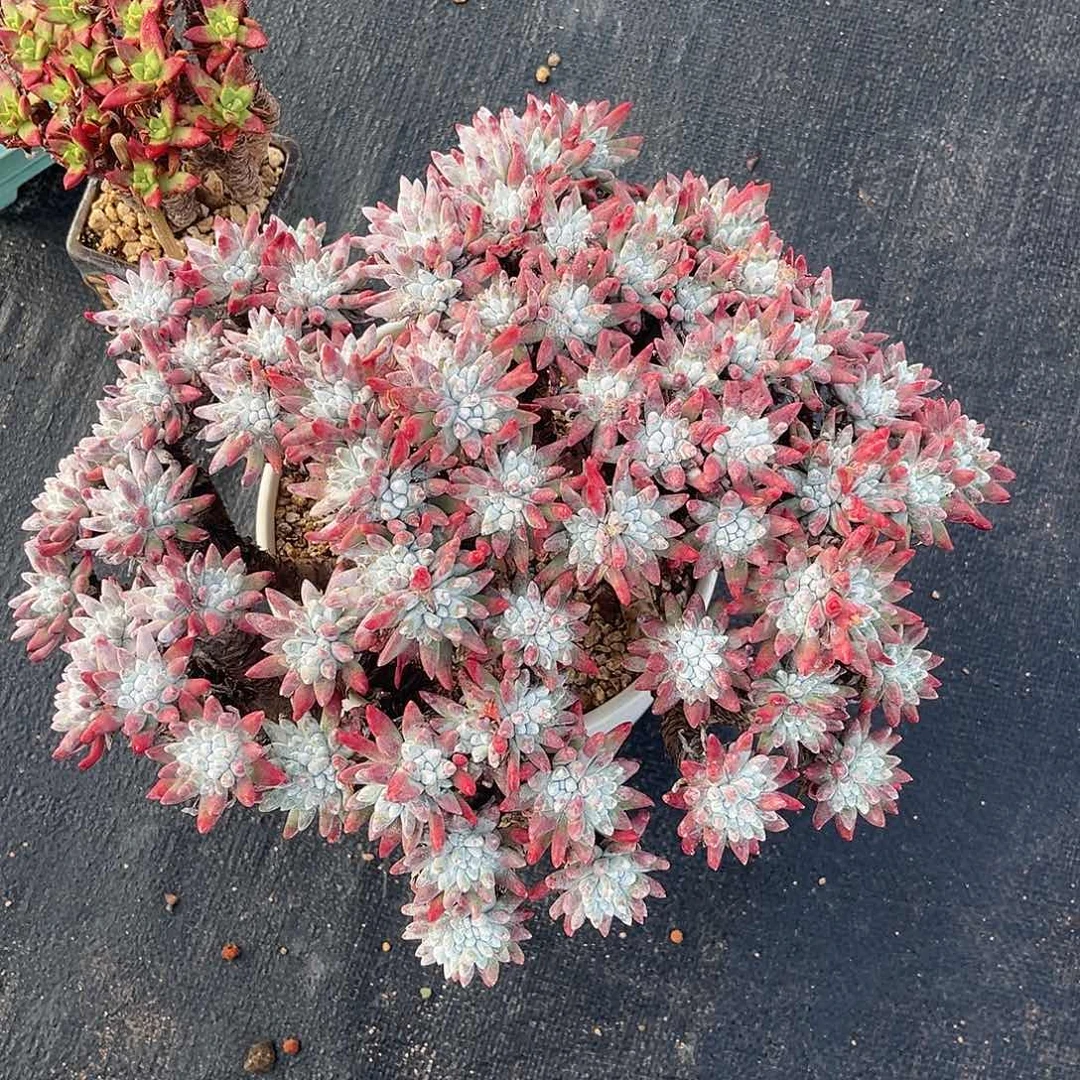 3981 小鹿多肉一物一拍