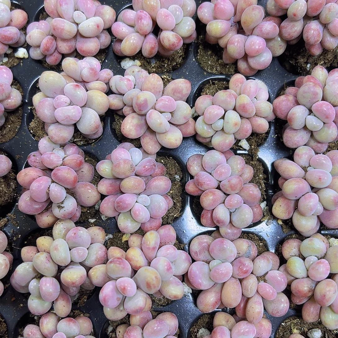 穴盘糖果桃蛋5颗19包邮多肉