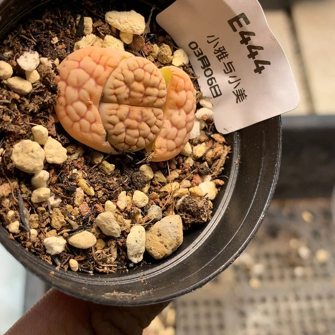 E444多肉植物保护