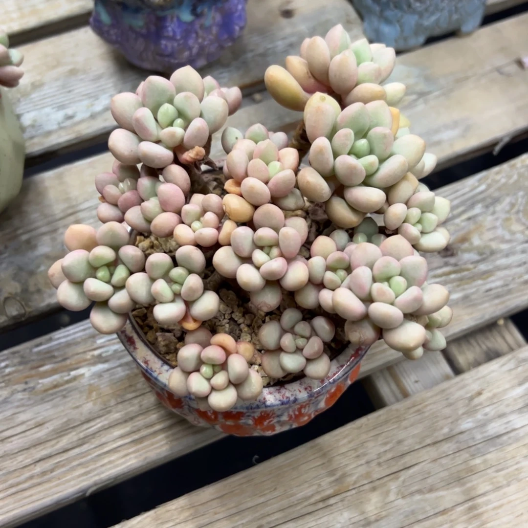 先锋派18 零零多肉植物