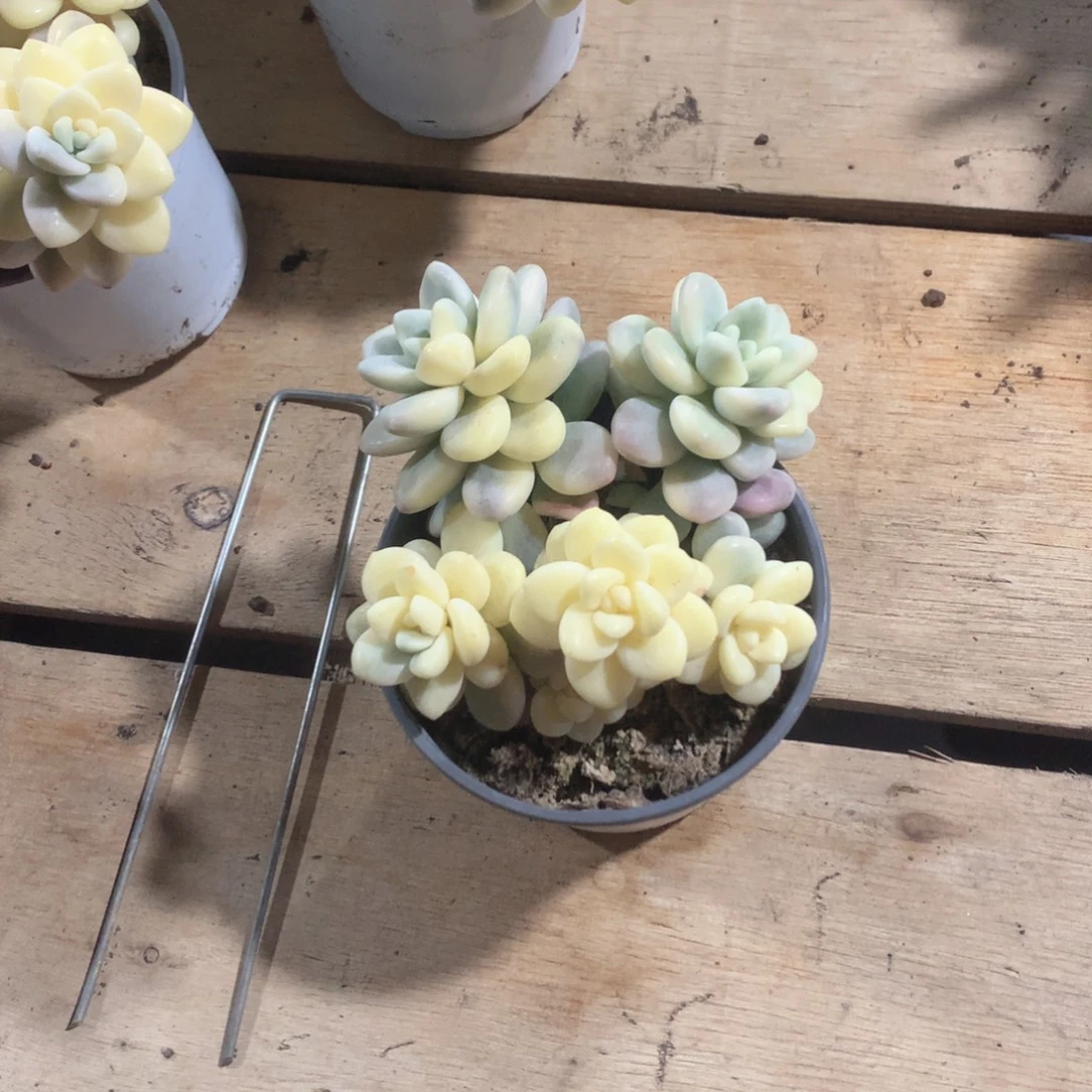 多肉植物洛神锦多肉