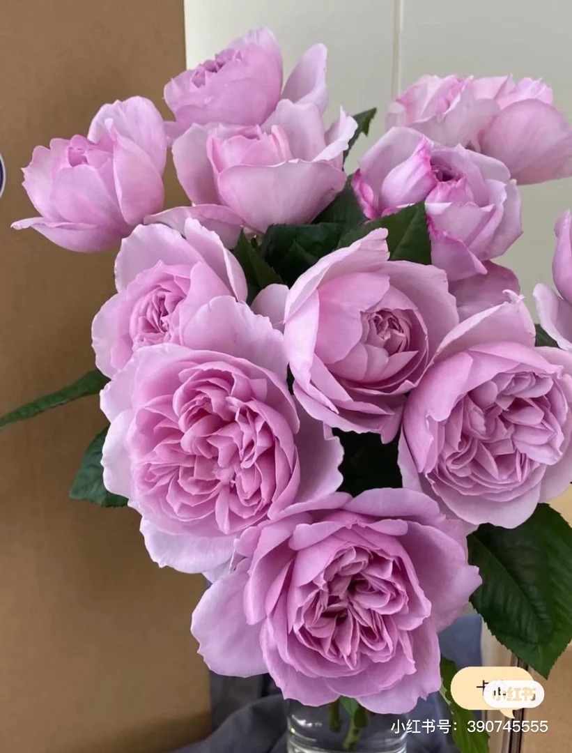 【穆源玫瑰】卡伦 任三单及以上包顺空鲜切花10支装%20不售后
