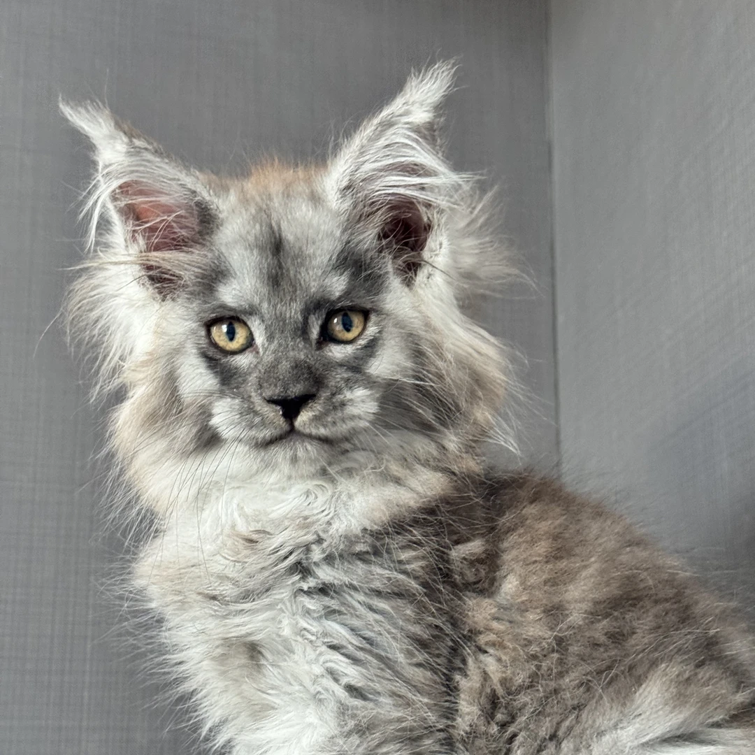 烟灰弟弟 缅因猫活体宠物