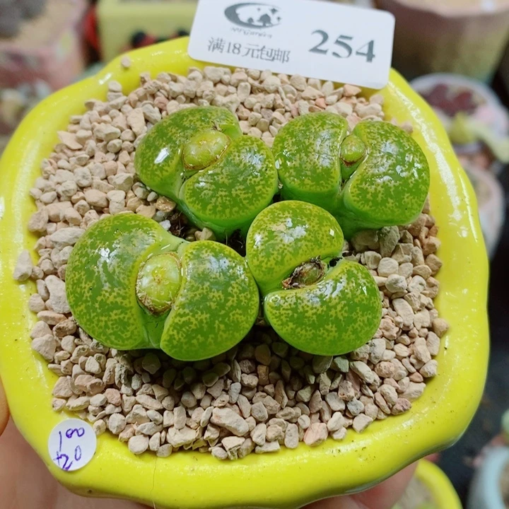 生石花花花花花花花花254