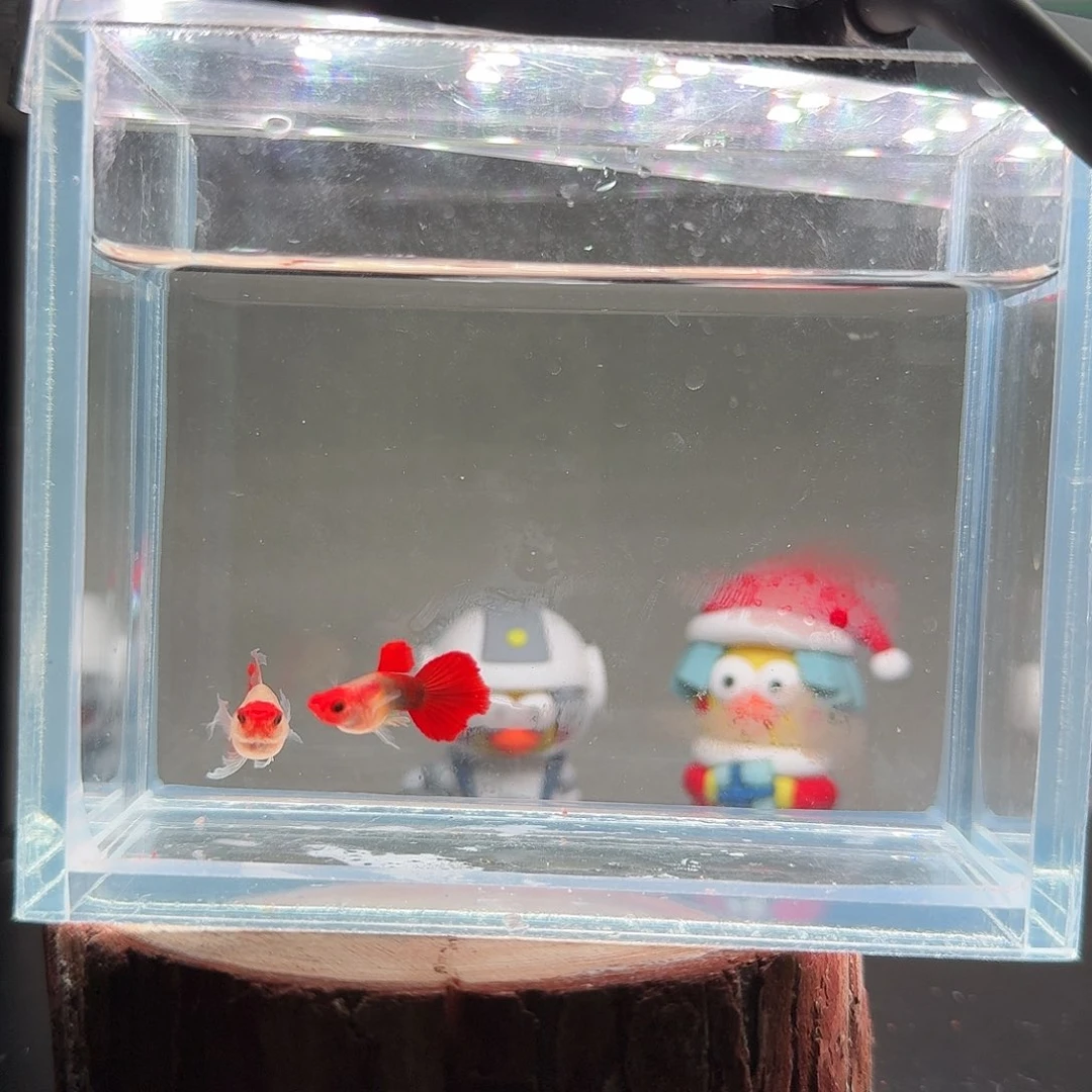 孔雀鱼玻璃帽孔雀鱼21