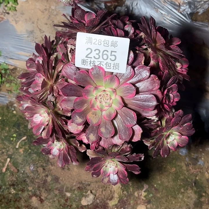 2365歪桩霁月多肉植物