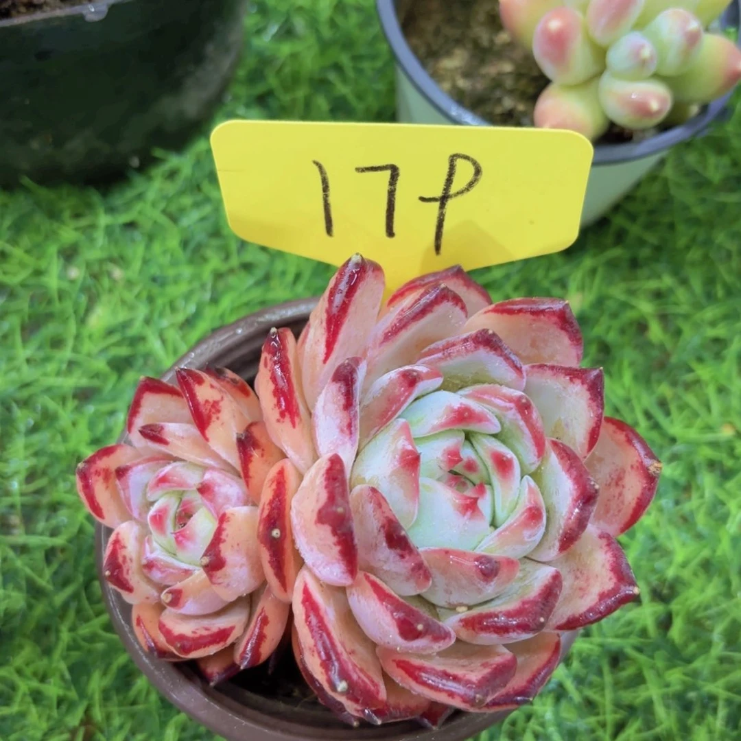 该****销我的小可爱们都好可爱