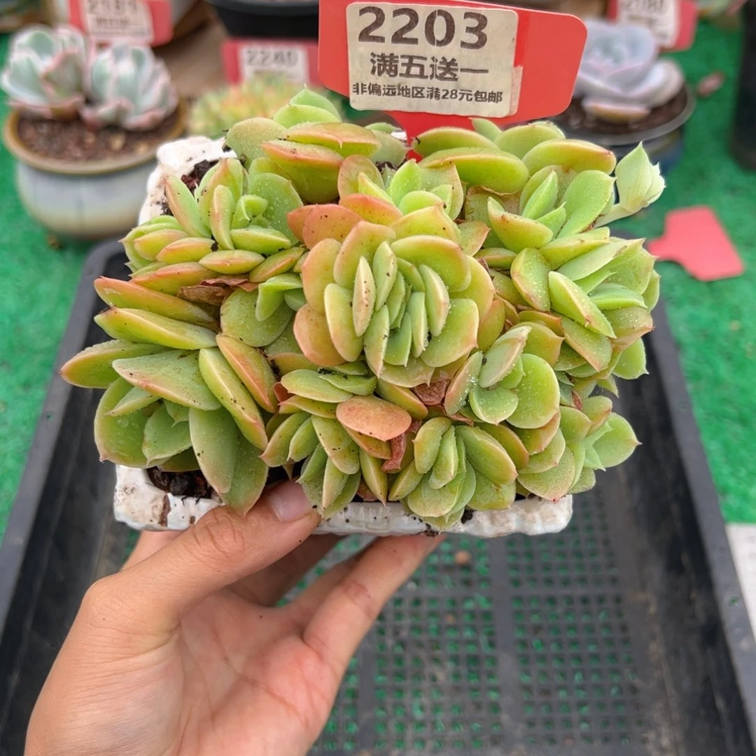 表妹精品多肉2203.