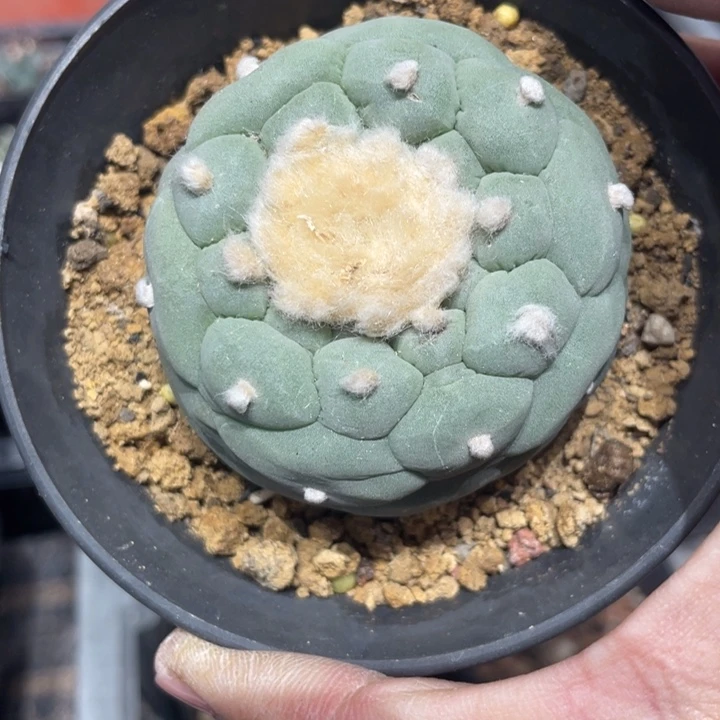 实生无刺仙人球一颗