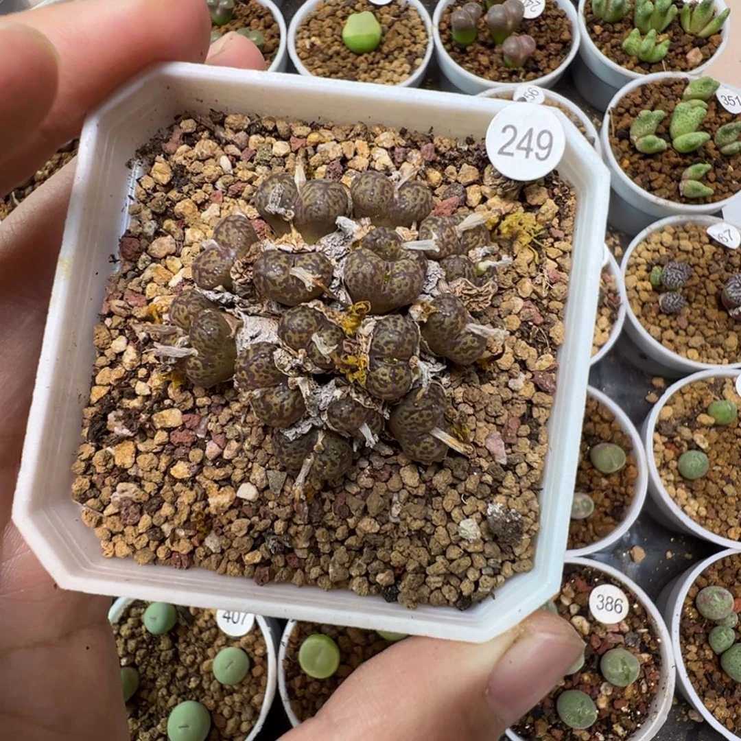 勋章一颗带盆土2490000