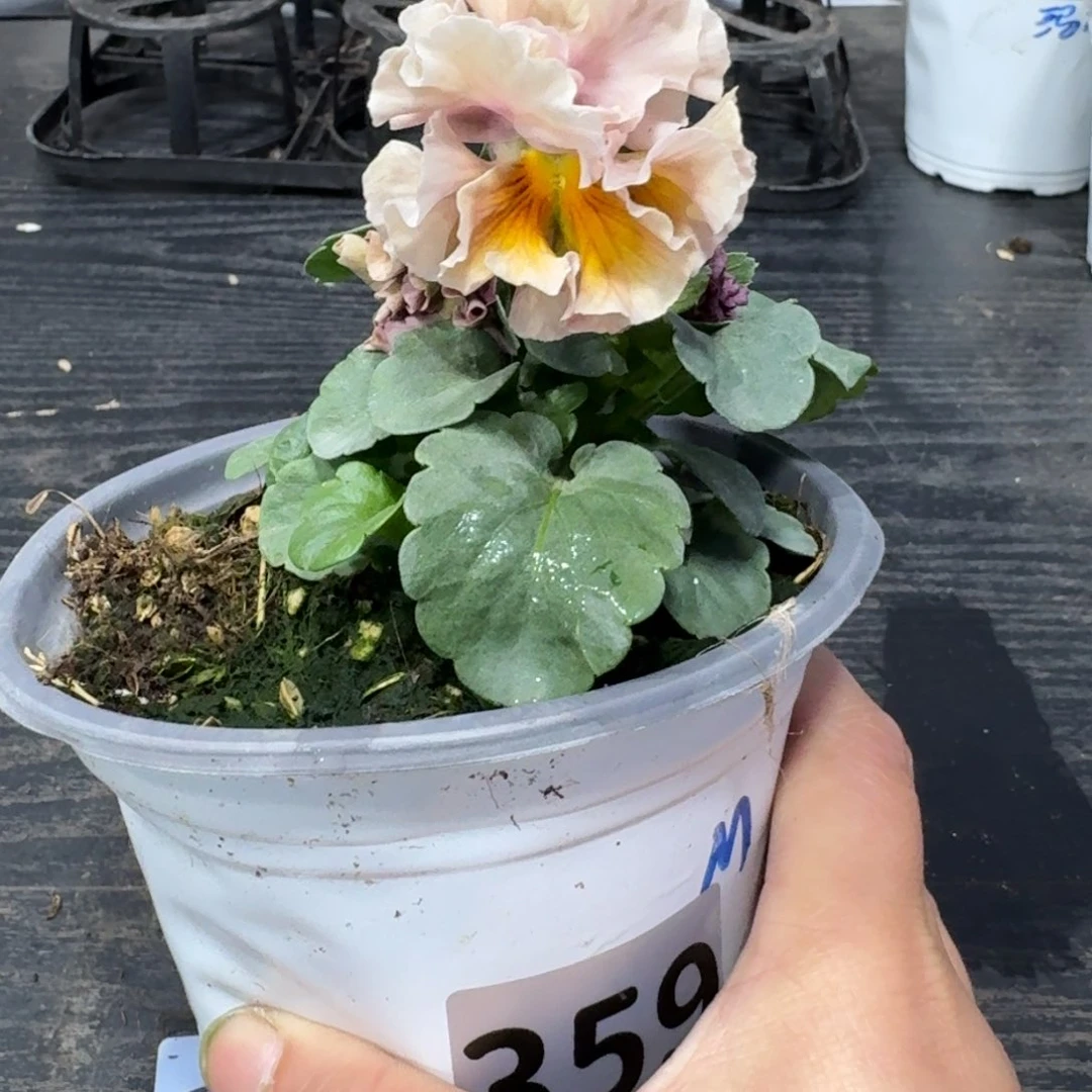 全部花朵359号礼服